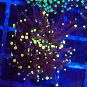 Peach Tip Atomic Torch Coral
