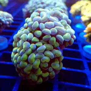Bali Hologram Branching Hammer