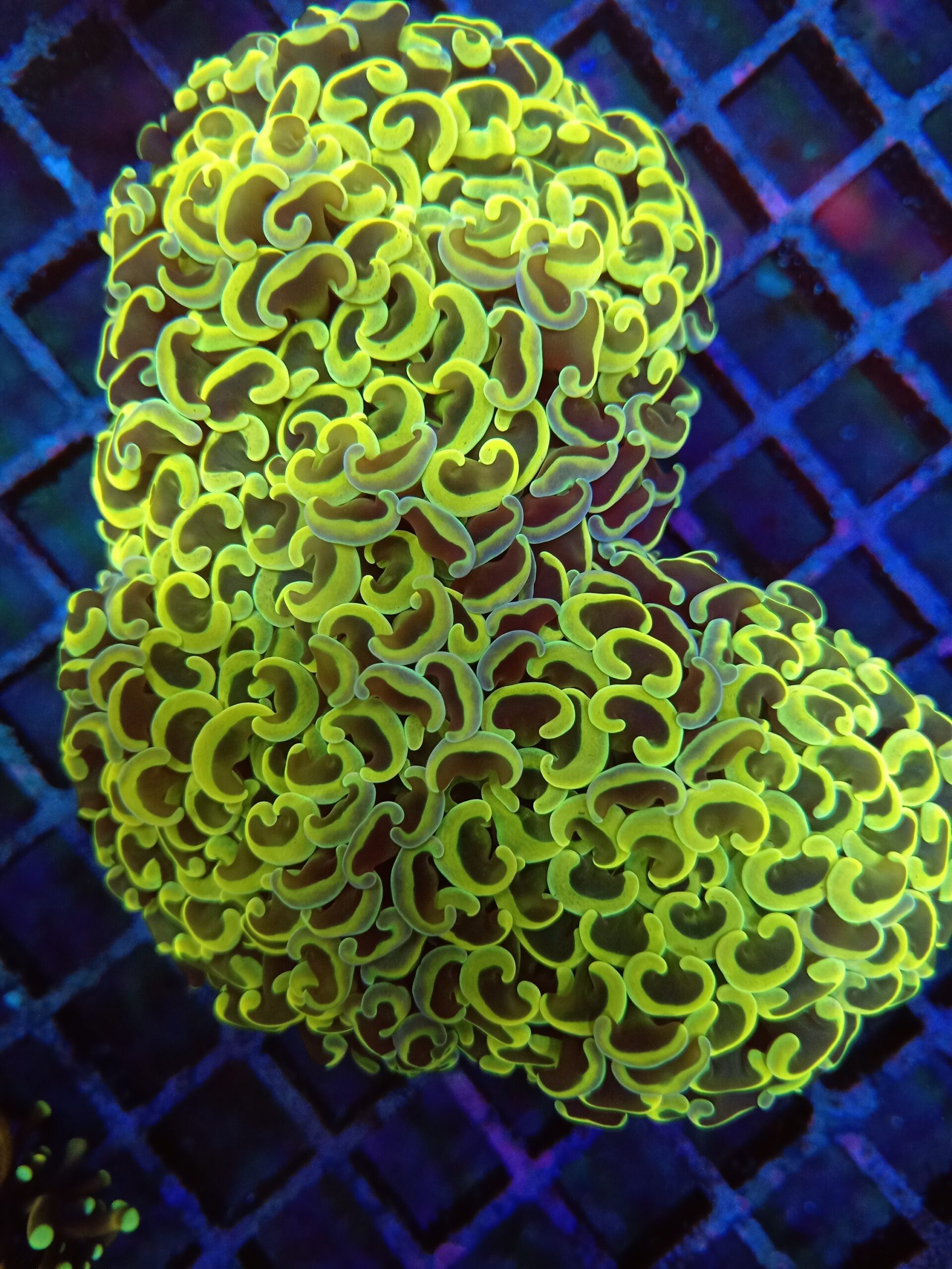 Yellow/Green Wall Hammer