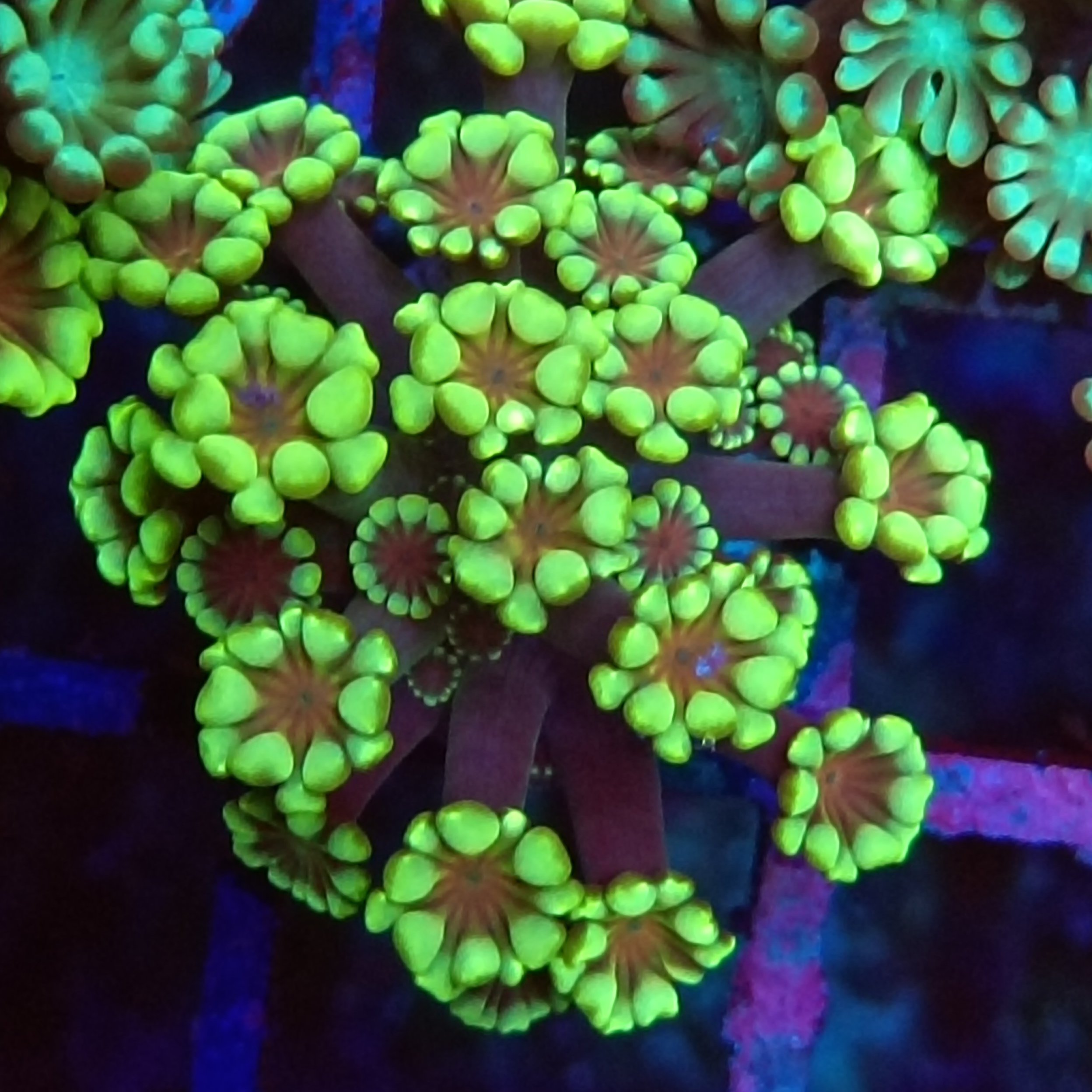 Limeade Alveopora