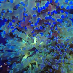 Indo Tri-Colour Blue-Tip Branching Frogspawn