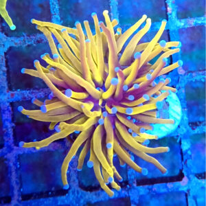 Torch Corals