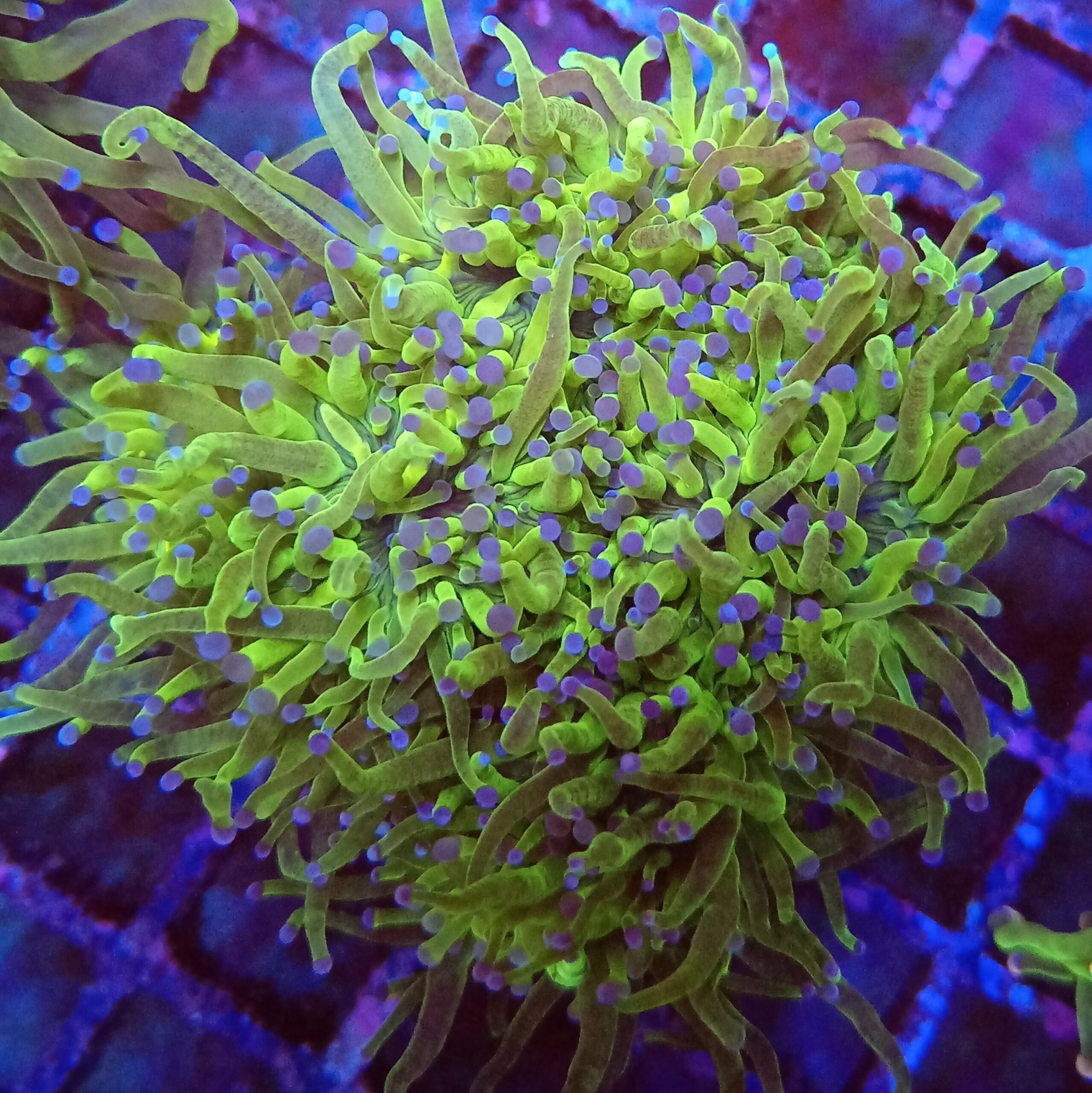 Double Blue-Tip Candyfloss Torch Double head