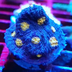 Blue Macaw Mycedium Chalice Frag