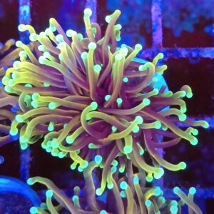 Ultra Hellfire Torch Coral.