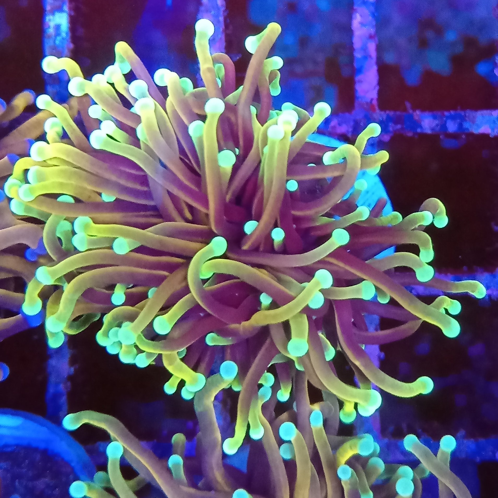 Ultra Gold Hellfire Torch Coral.