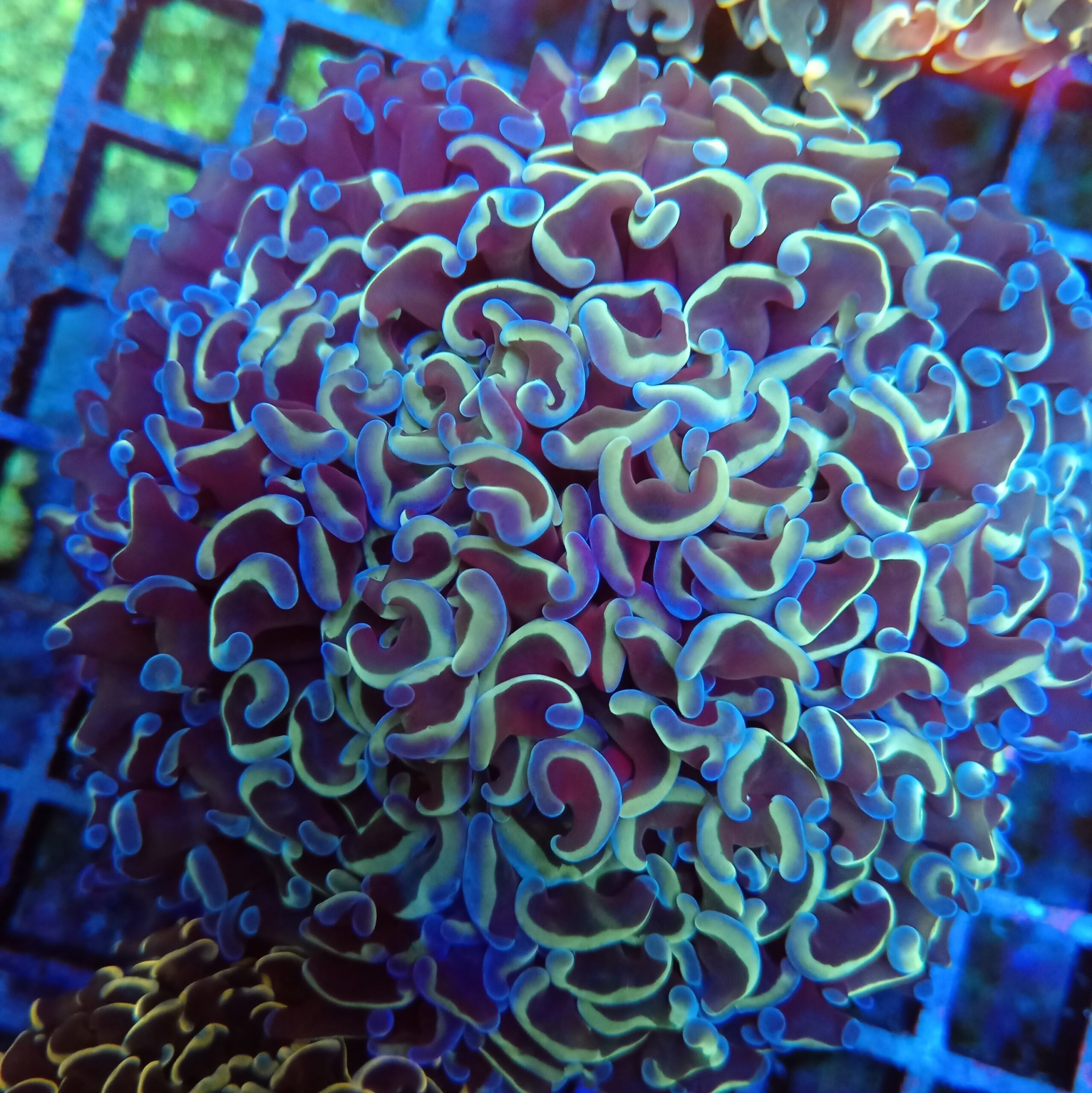 Stunning Blue Rainbow Wall Hammer