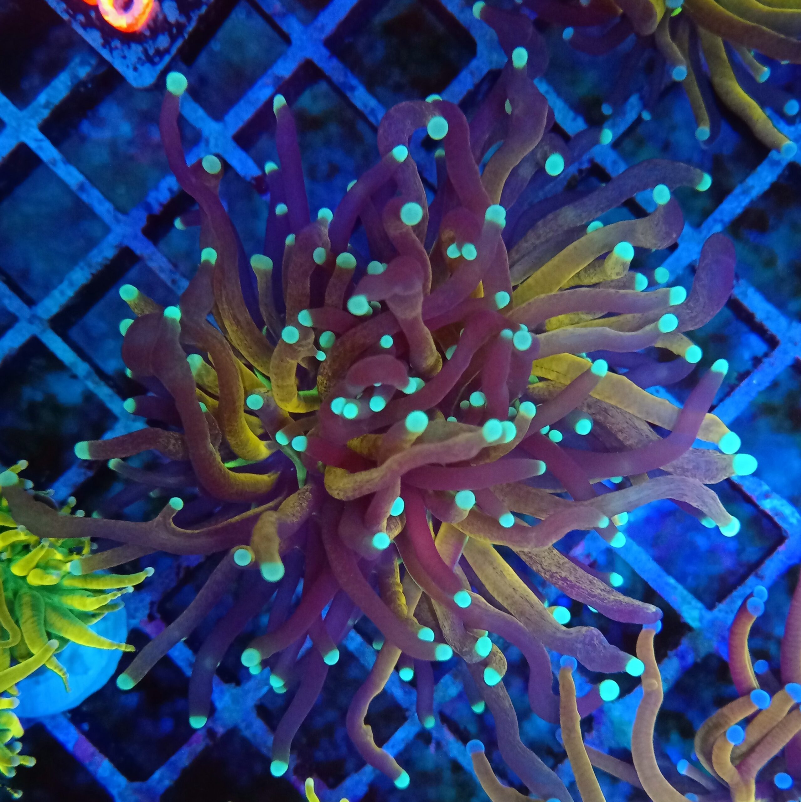 Gold Tiger Torch ( Branching Glab) WYSIWYG