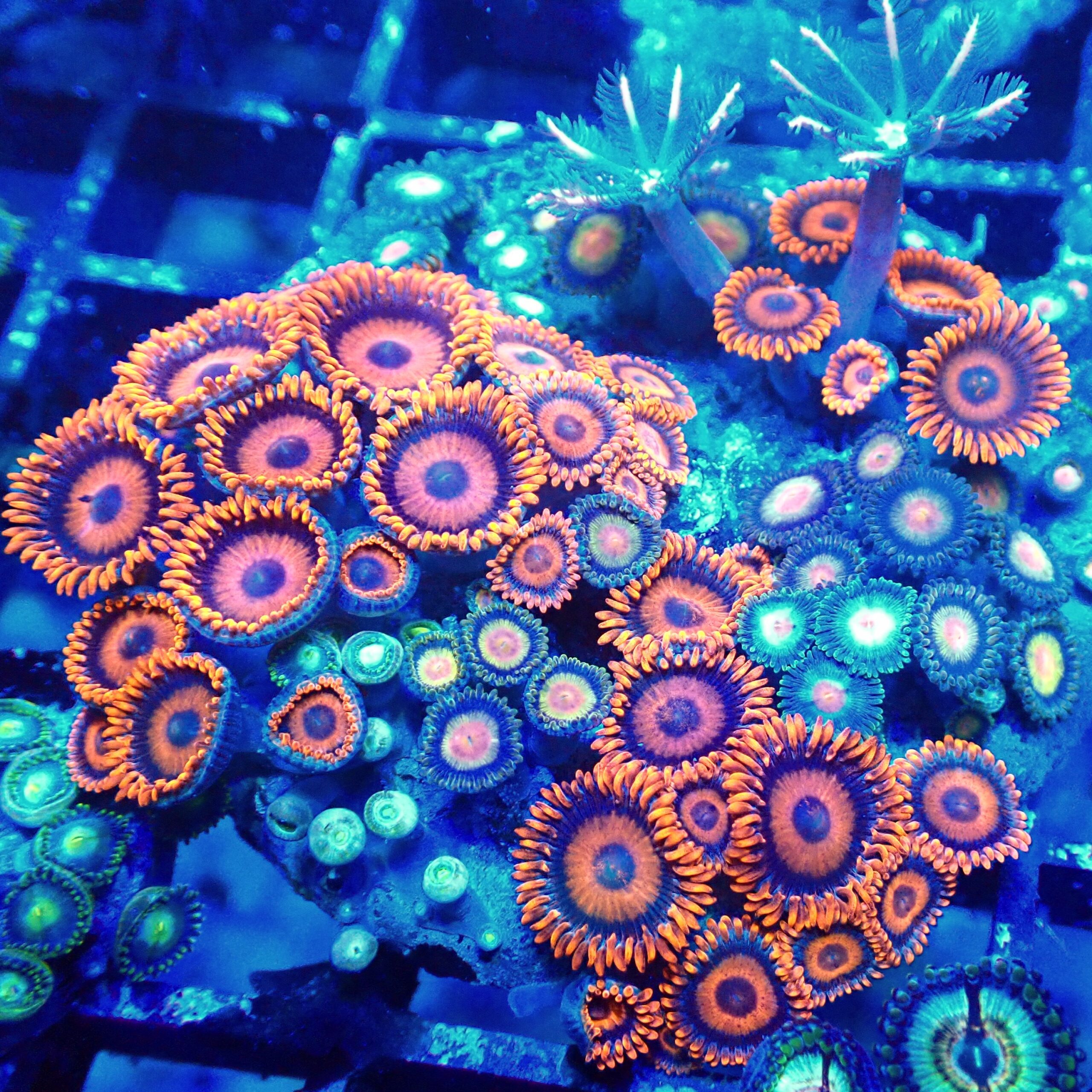 Mixed Zoa Garden | WYSIWYG