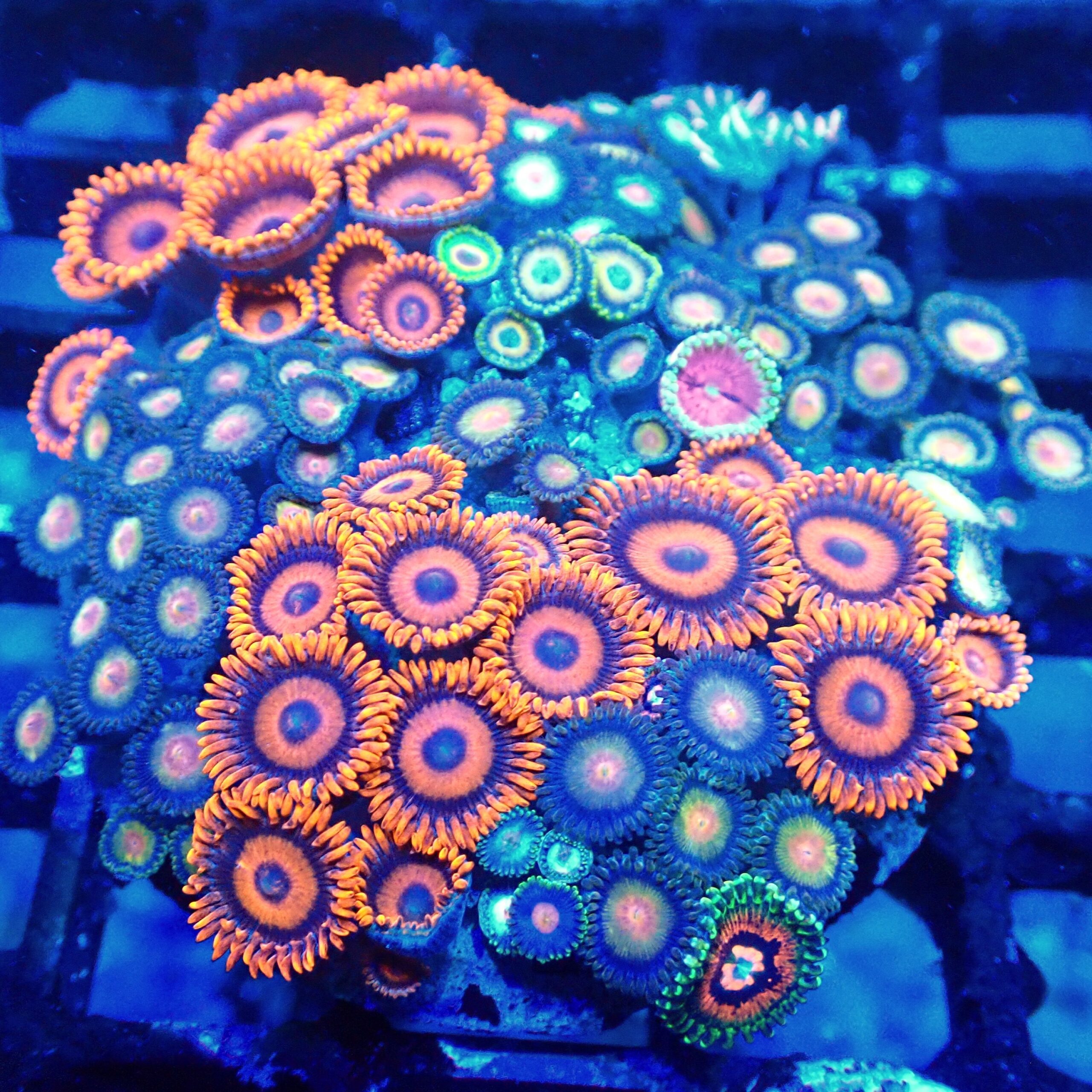 Mixed Zoa Garden | WYSIWYG