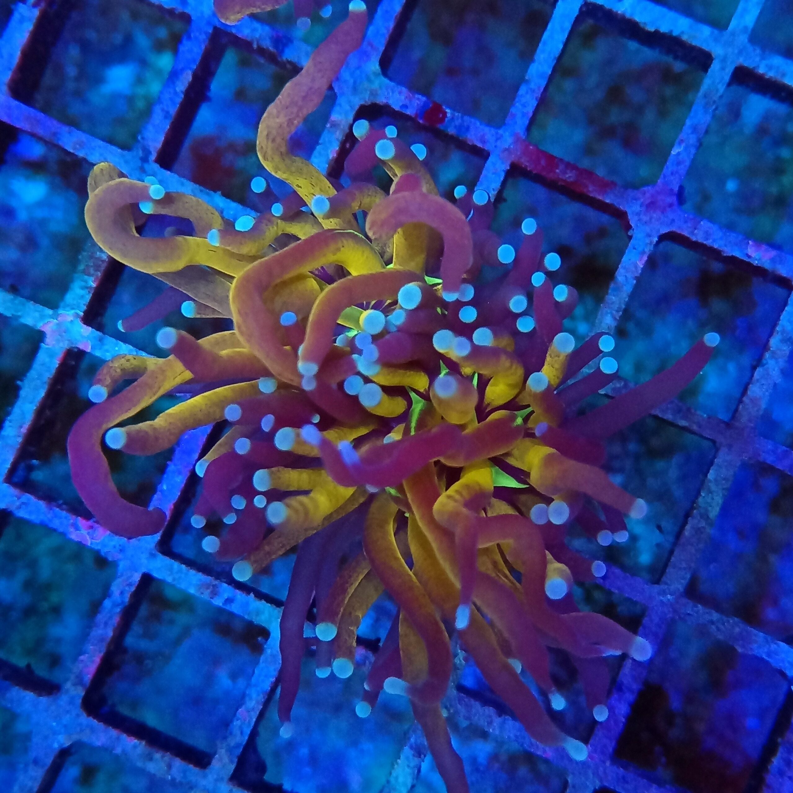 Gold Tiger Torch ( Branching Glab) WYSIWYG