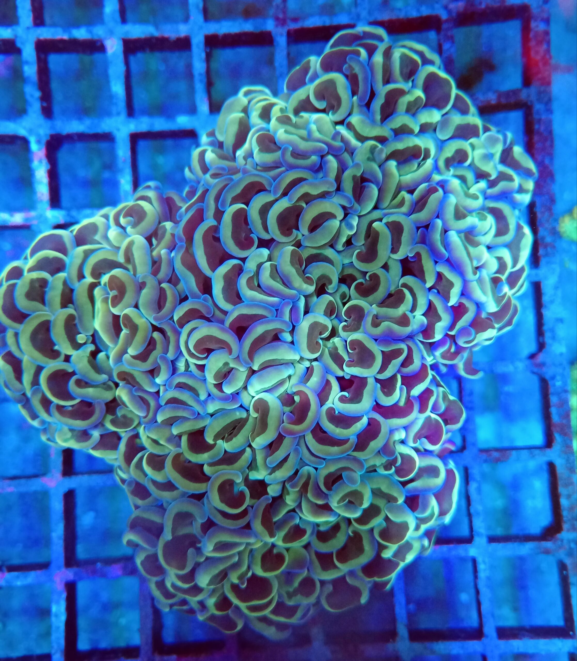 Stunning Blue Rainbow Wall Hammer wysiwyg
