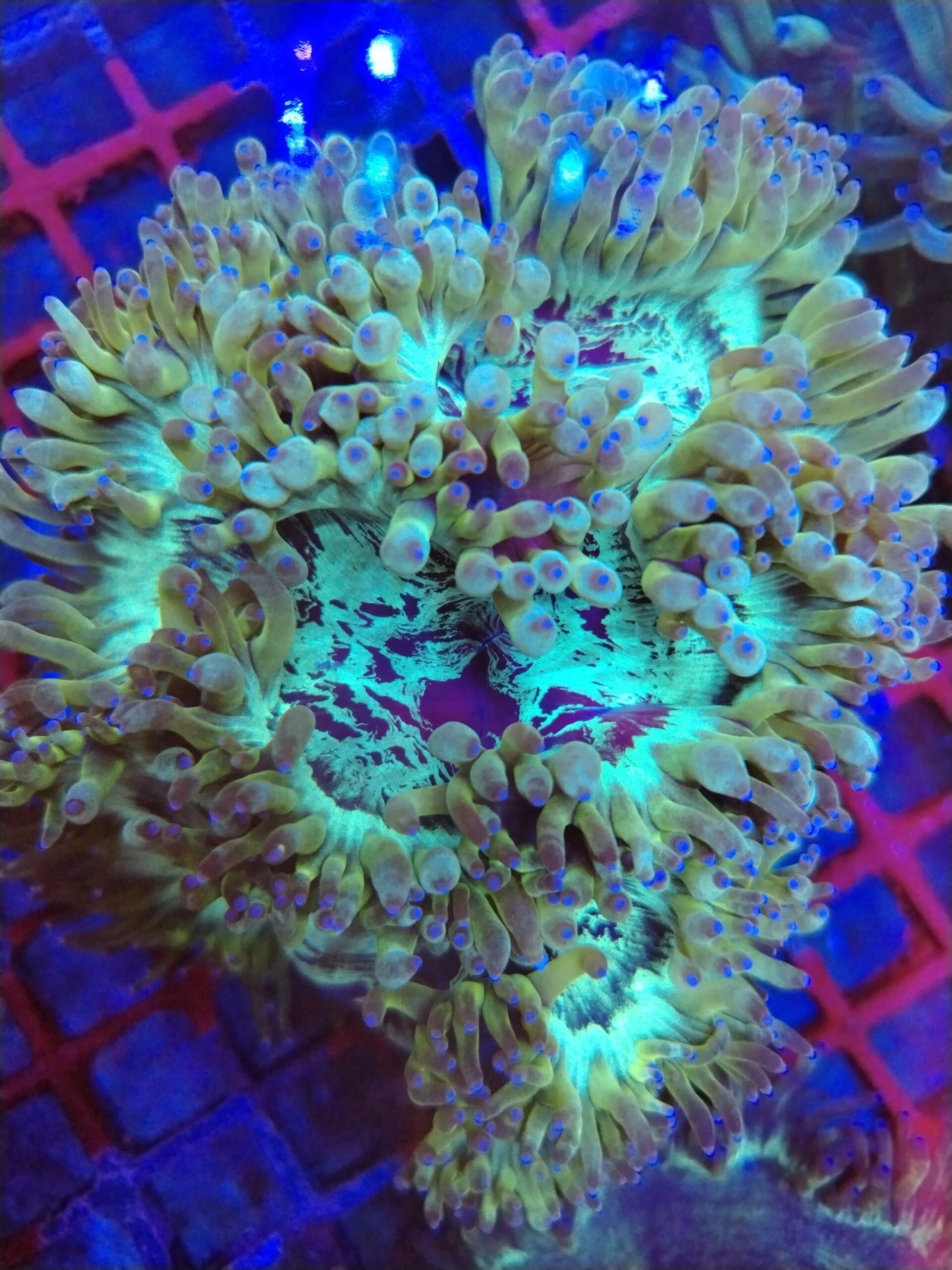 Indonesian Warpaint Elegance coral wysiwyg