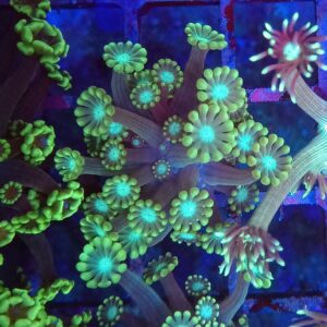 Ruby Red  Alveopora