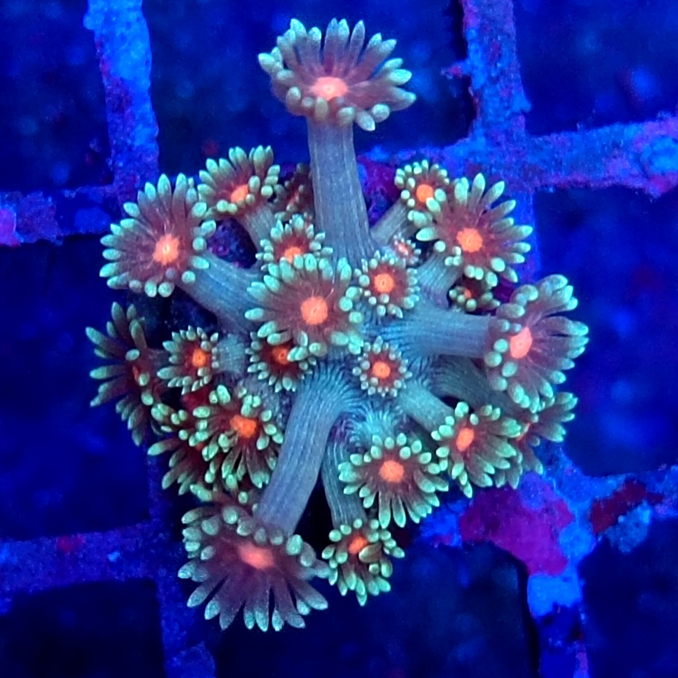 Dr Seuss Goniopora