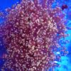 Rose Gold Branching Frogspawn