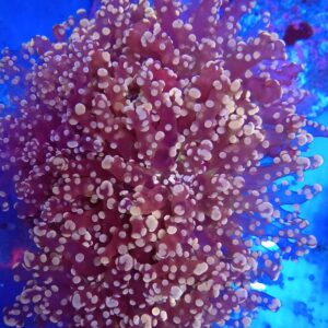 Orange/Gold Green Mouth Branching Frogspawn