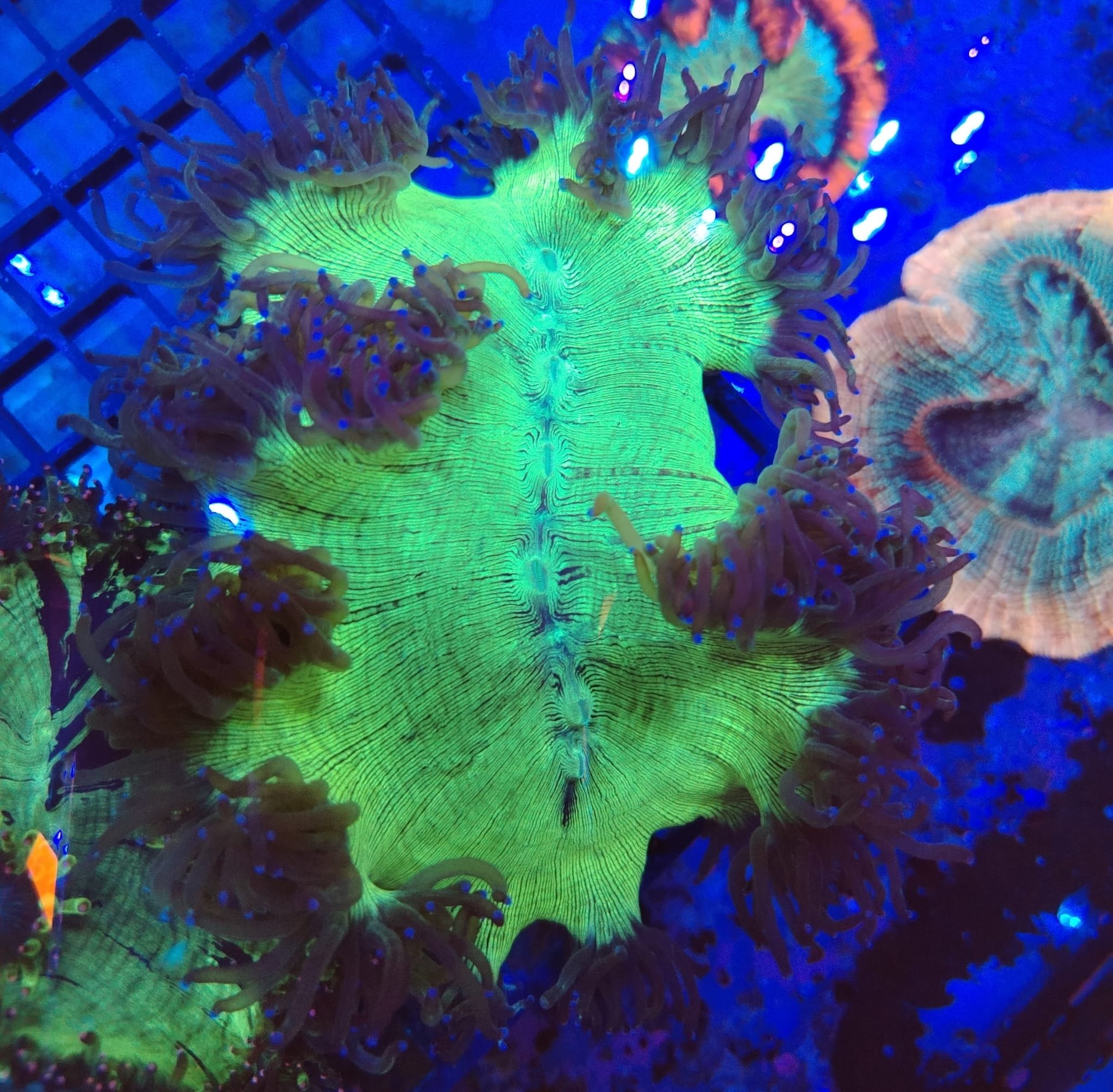 Ultra Toxic Green and Blue Elegance coral wysiwyg