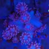 Bubblegum Goniopora