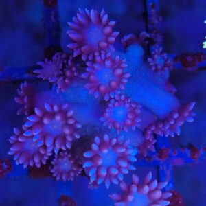 Bubblegum Goniopora