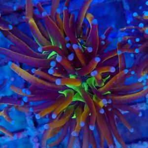 Rare toxic green mouth 24k  Torch Coral