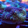 Acanthastrea Echinata