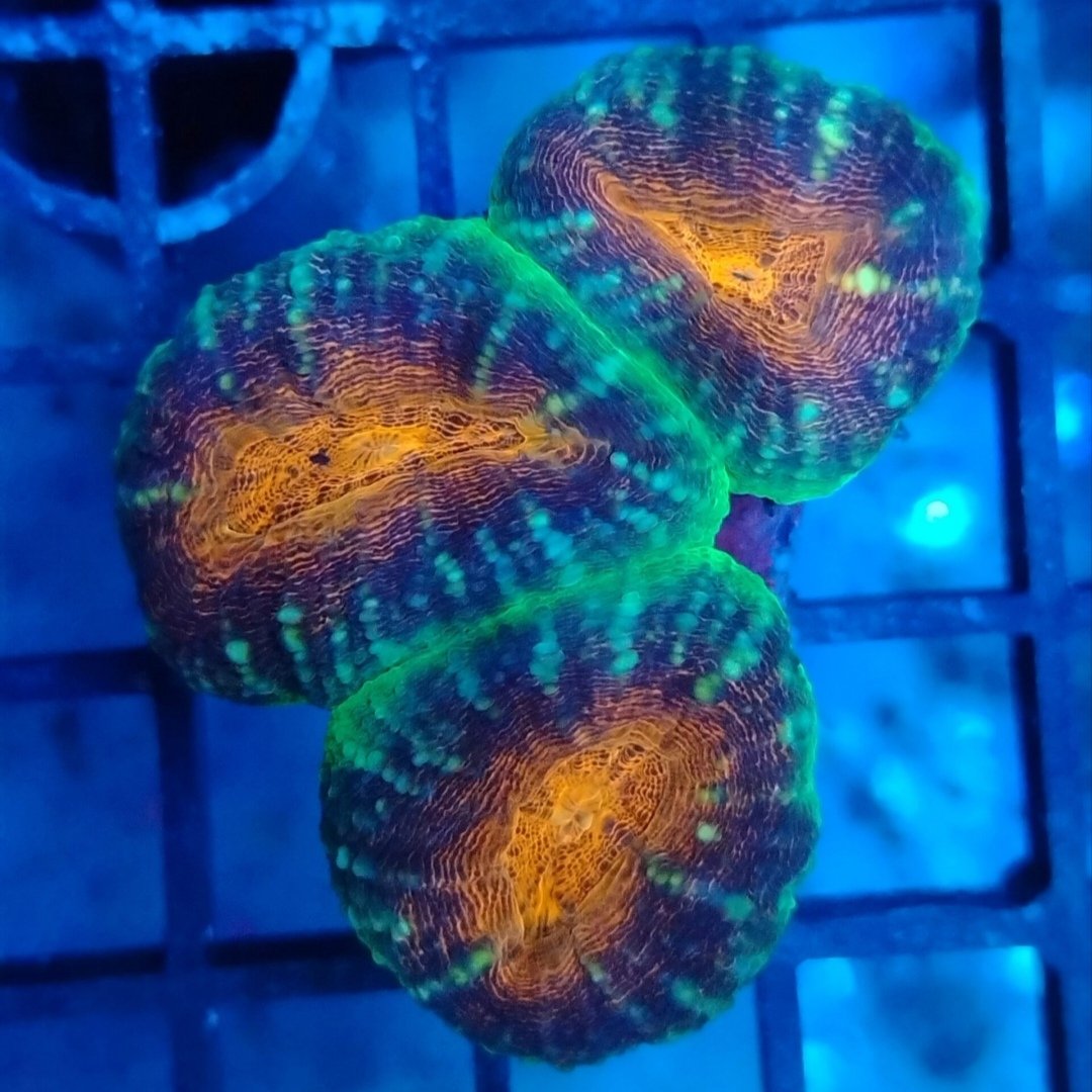 Aussie Bright toxic green and orange lobo. 3 eyes (wysiwyg)