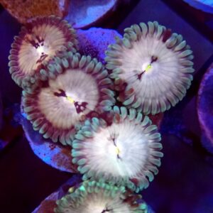 Hawaiian Ding Dang zoa