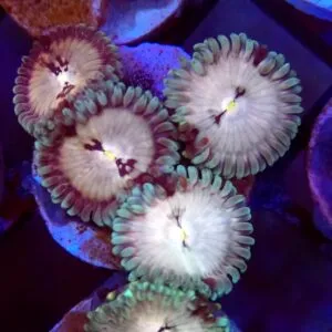 Hawaiian Ding Dang Zoa