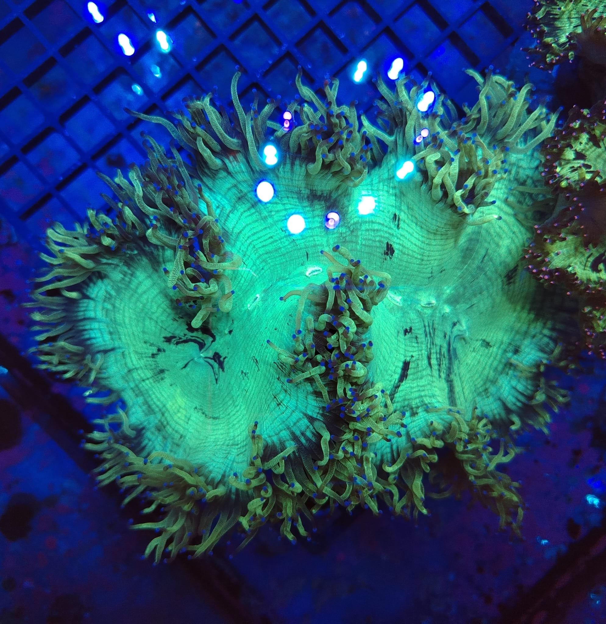 Large Ultra Toxic Green and Blue Elegance coral wysiwyg