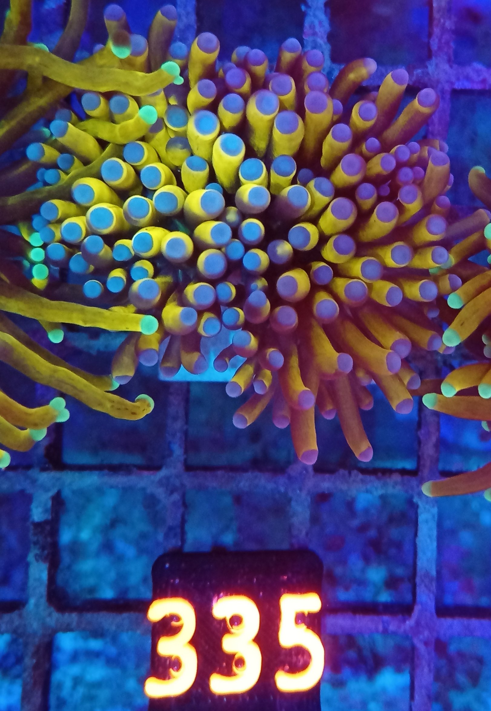 Cristata Torch WYSIWYG 335