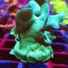 Bright green cultured Lettuce coral  (Pavona)