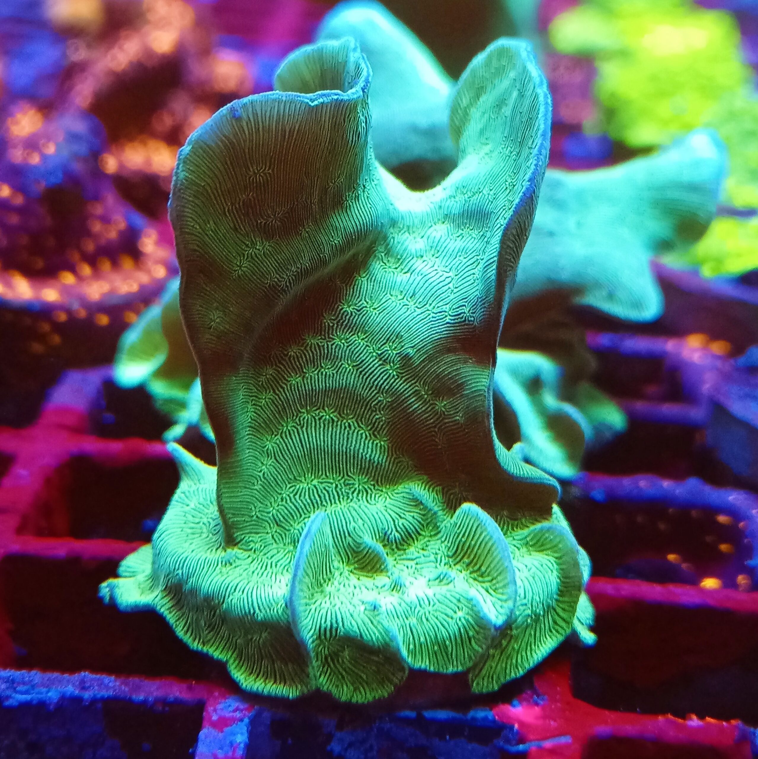 Bright green cultured Lettuce coral (Pavona)