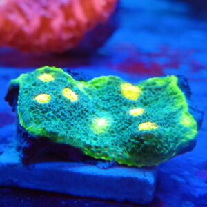 Yellow eye Watermelon Jellybean Chalice wysiwyg