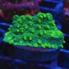 CB Nuclear Green Cyphastrea