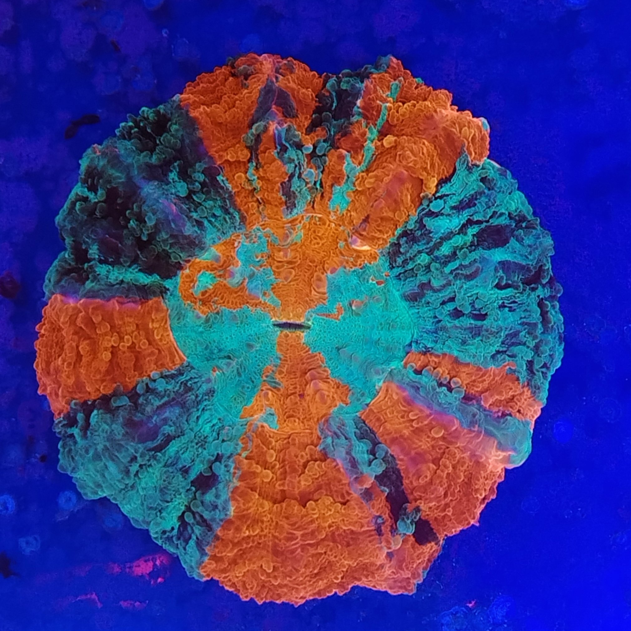 Stunning Medium Acanthophyllia spp (wysiwyg)