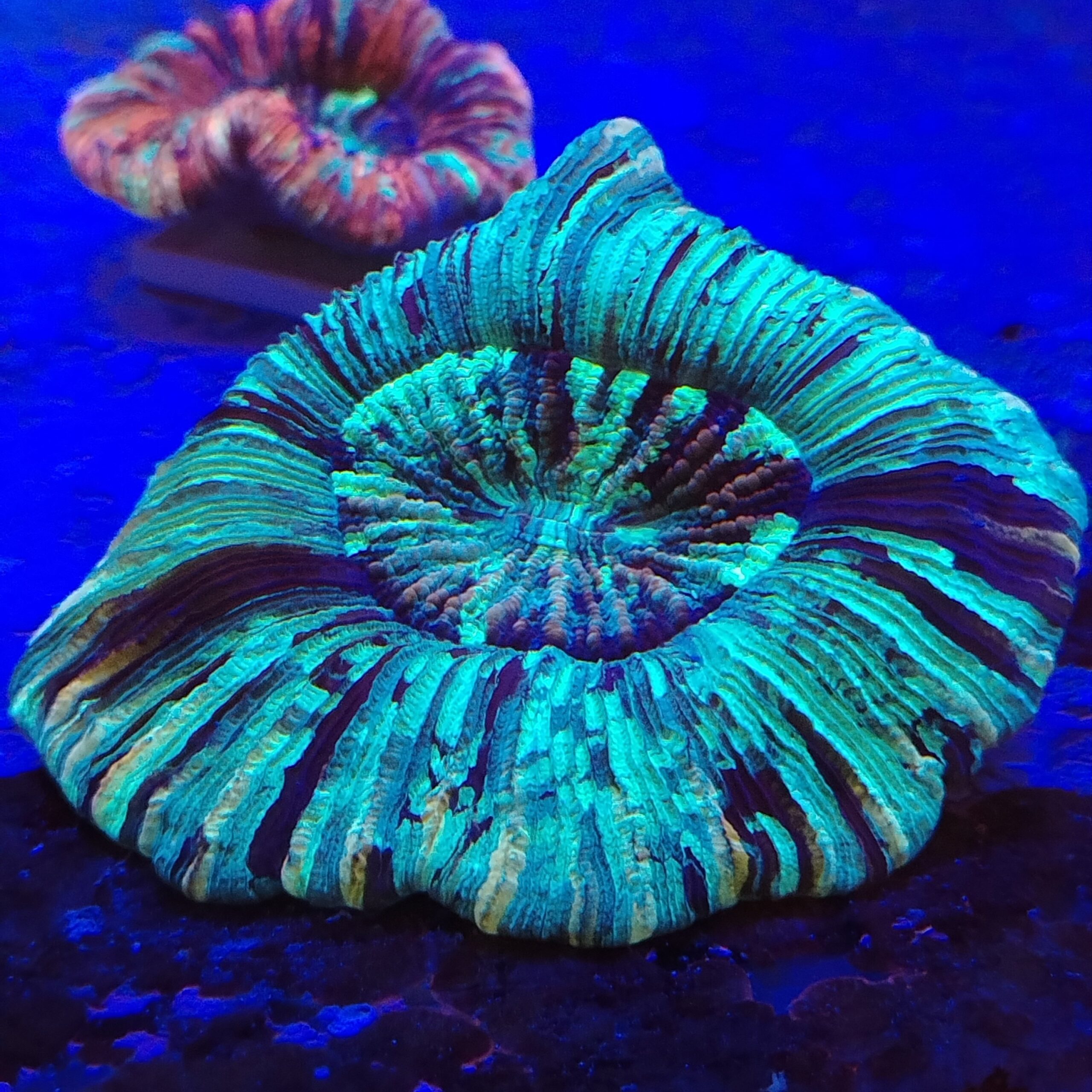 Stunning warpaint flat base Trachyphyllia (WYSIWYG)