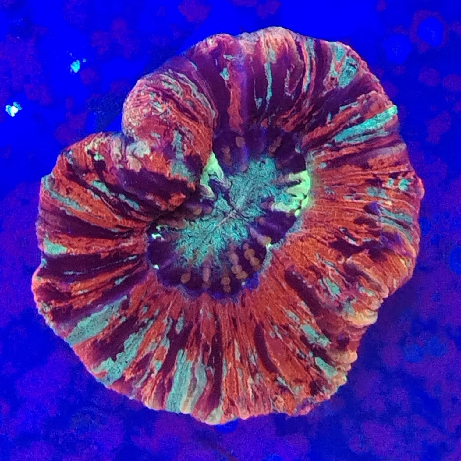 Small Rainbow Trachyphyllia (WYSIWYG)