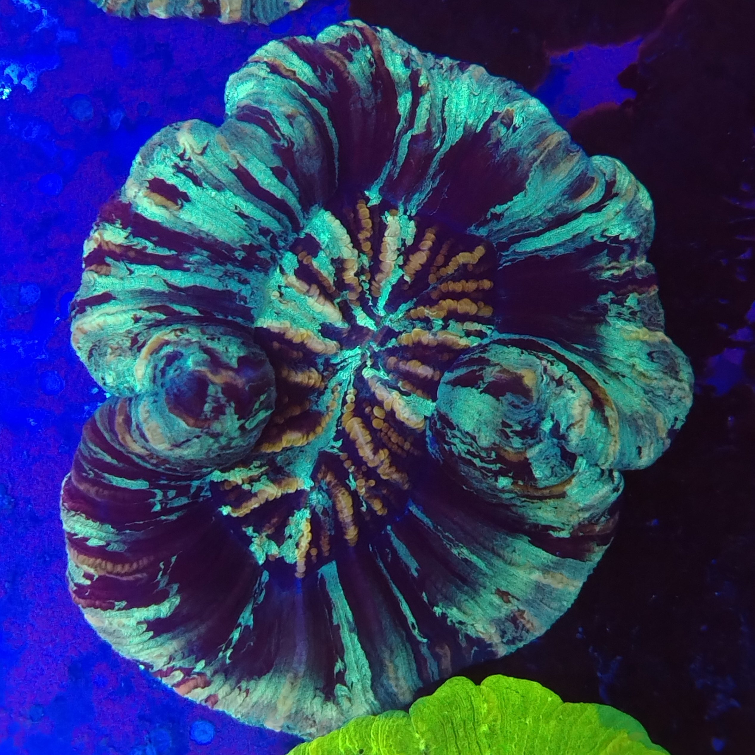 Stunning warpaint flat base Trachyphyllia (WYSIWYG) - Image 2