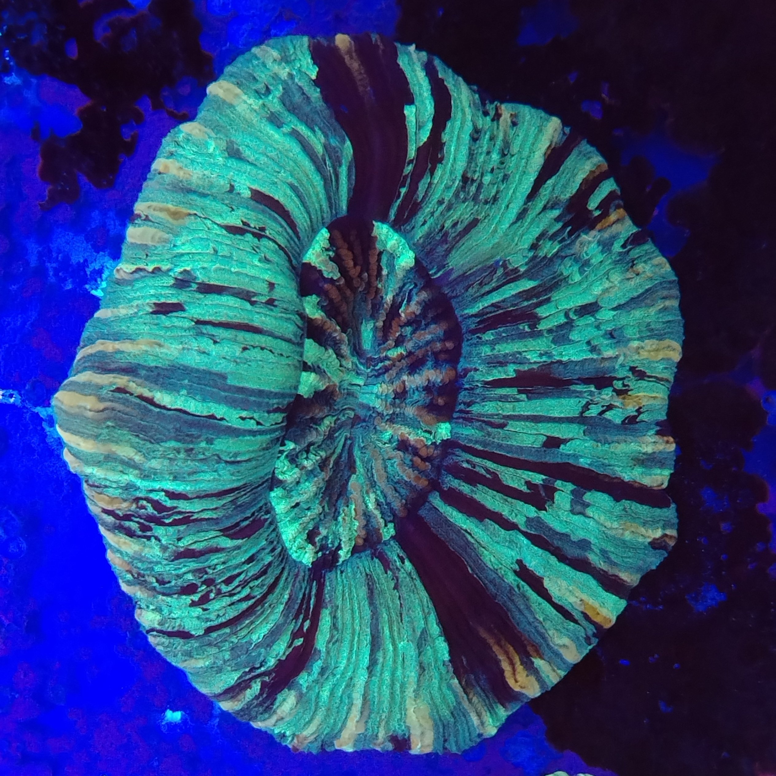 Stunning warpaint flat base Trachyphyllia (WYSIWYG) - Image 2