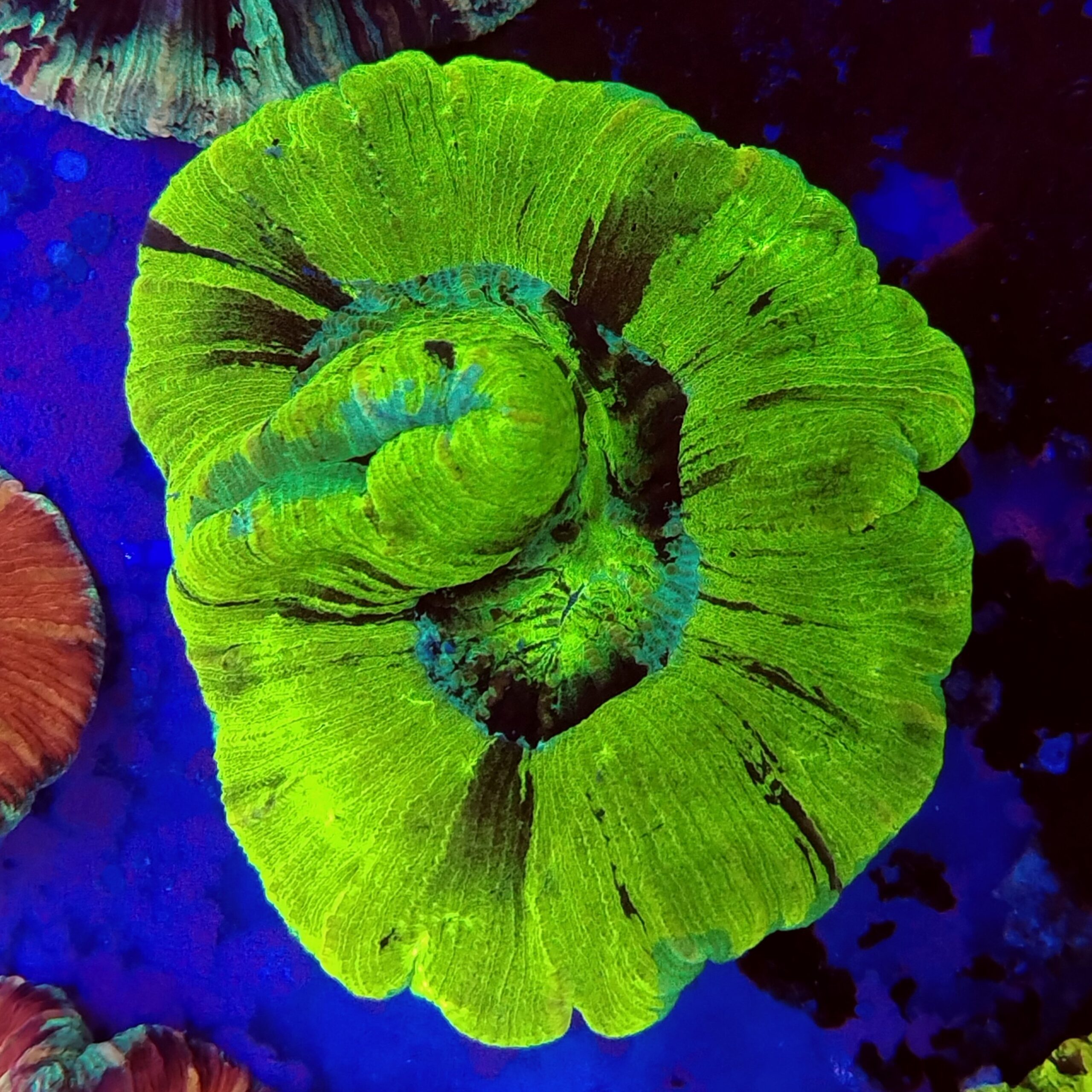 Toxic green marble flat base Trachyphyllia (WYSIWYG) - Image 2