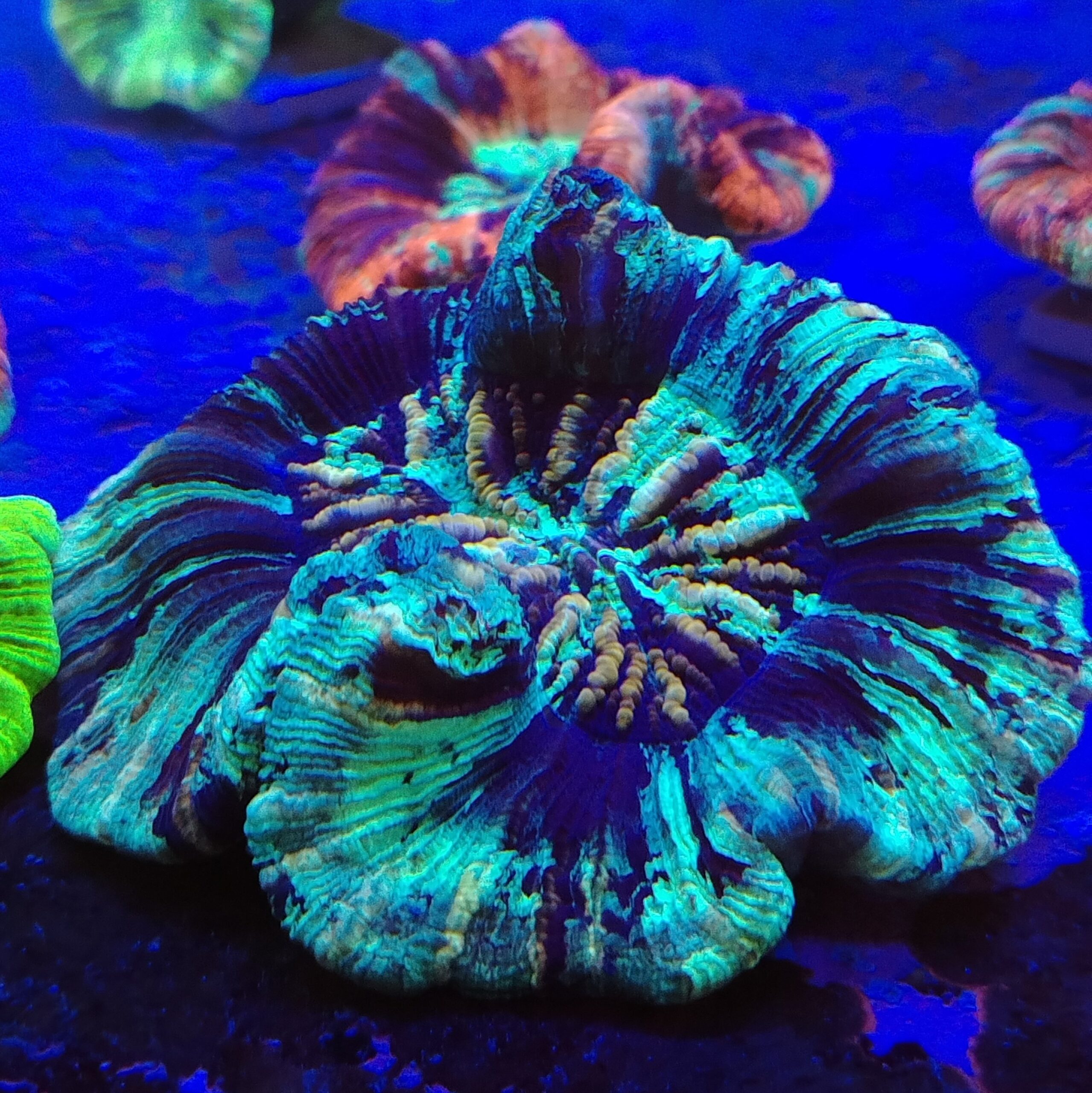 Stunning warpaint flat base Trachyphyllia (WYSIWYG)