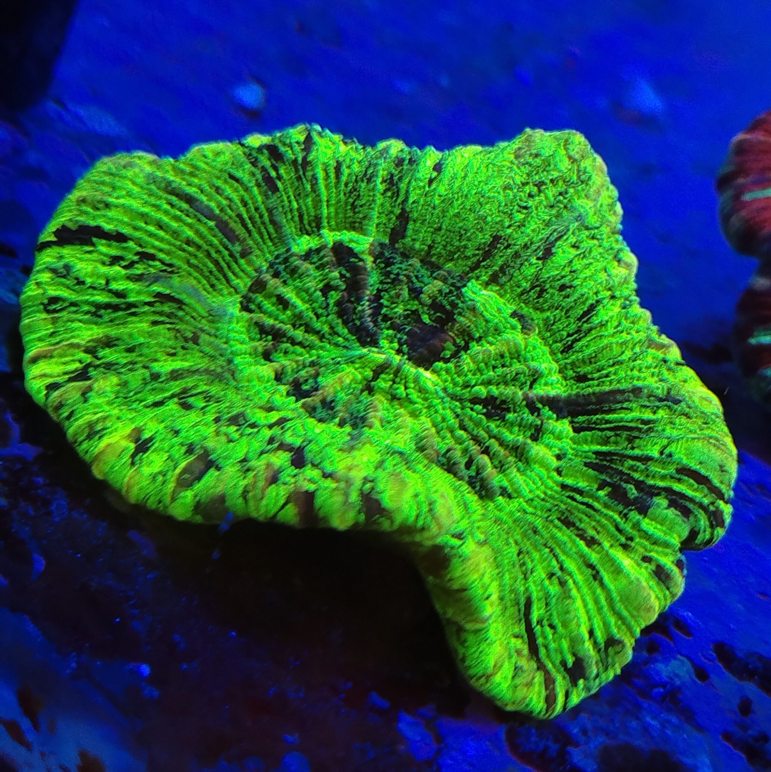 Toxic green marble flat base Trachyphyllia (WYSIWYG)