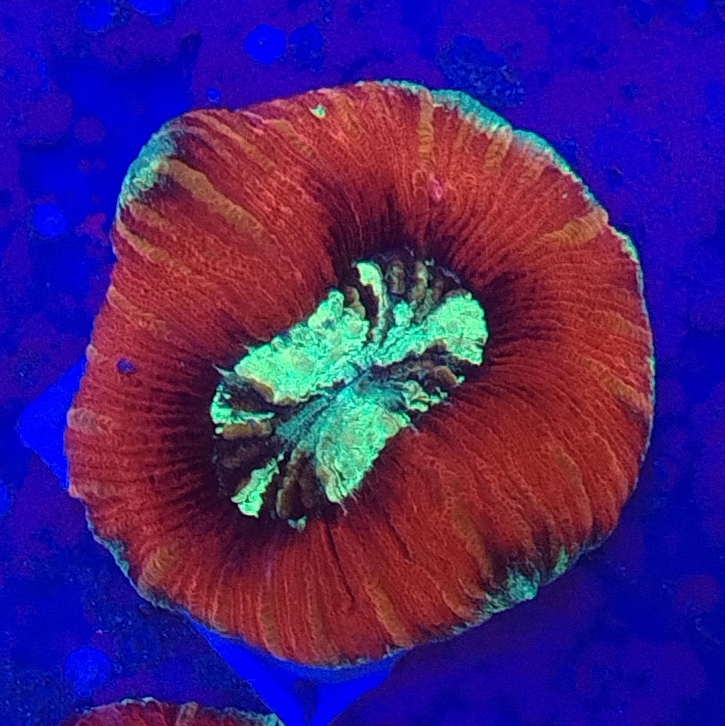 Small Multicoloured Trachyphyllia (WYSIWYG)