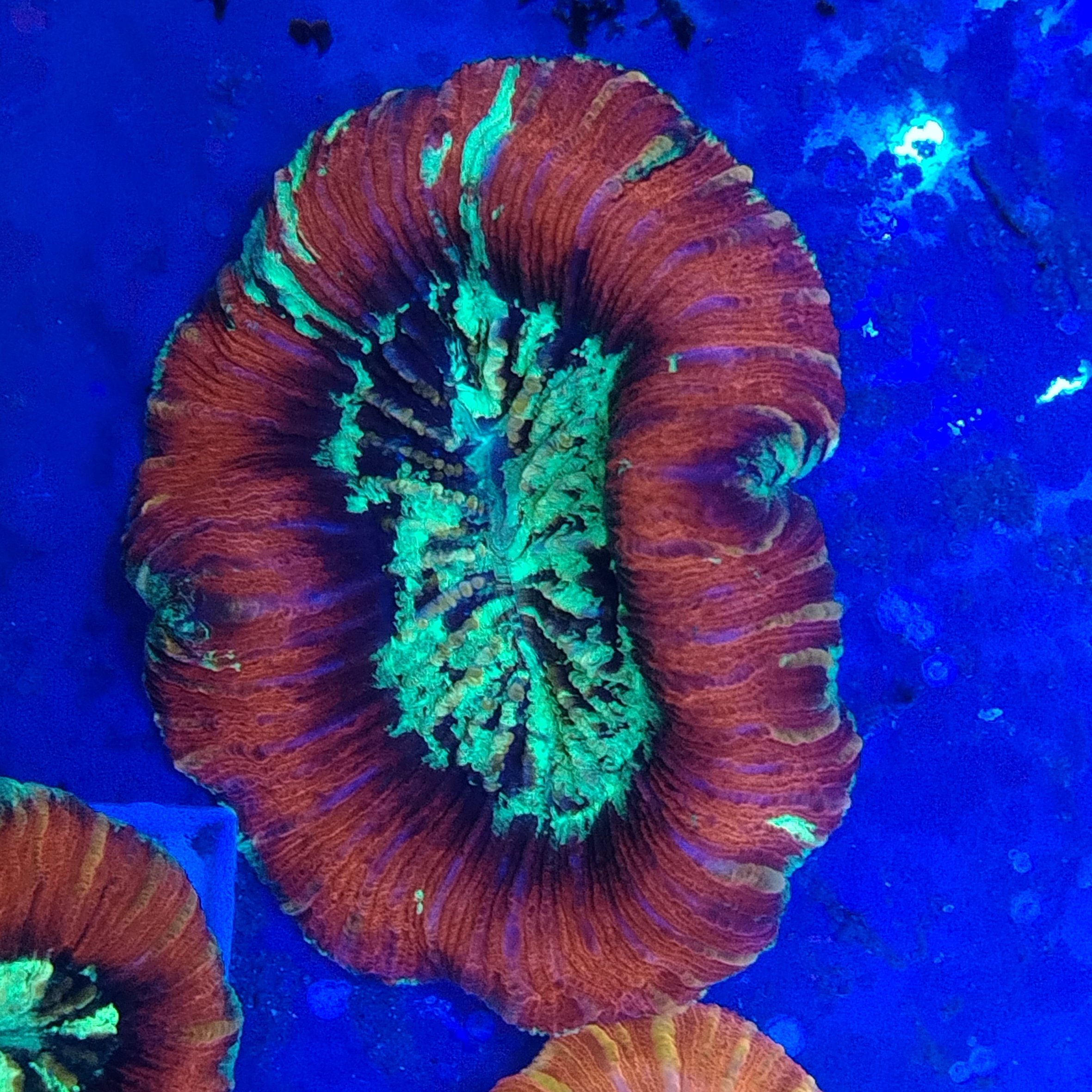 Stunning Red/warpaint flat base Trachyphyllia (WYSIWYG)