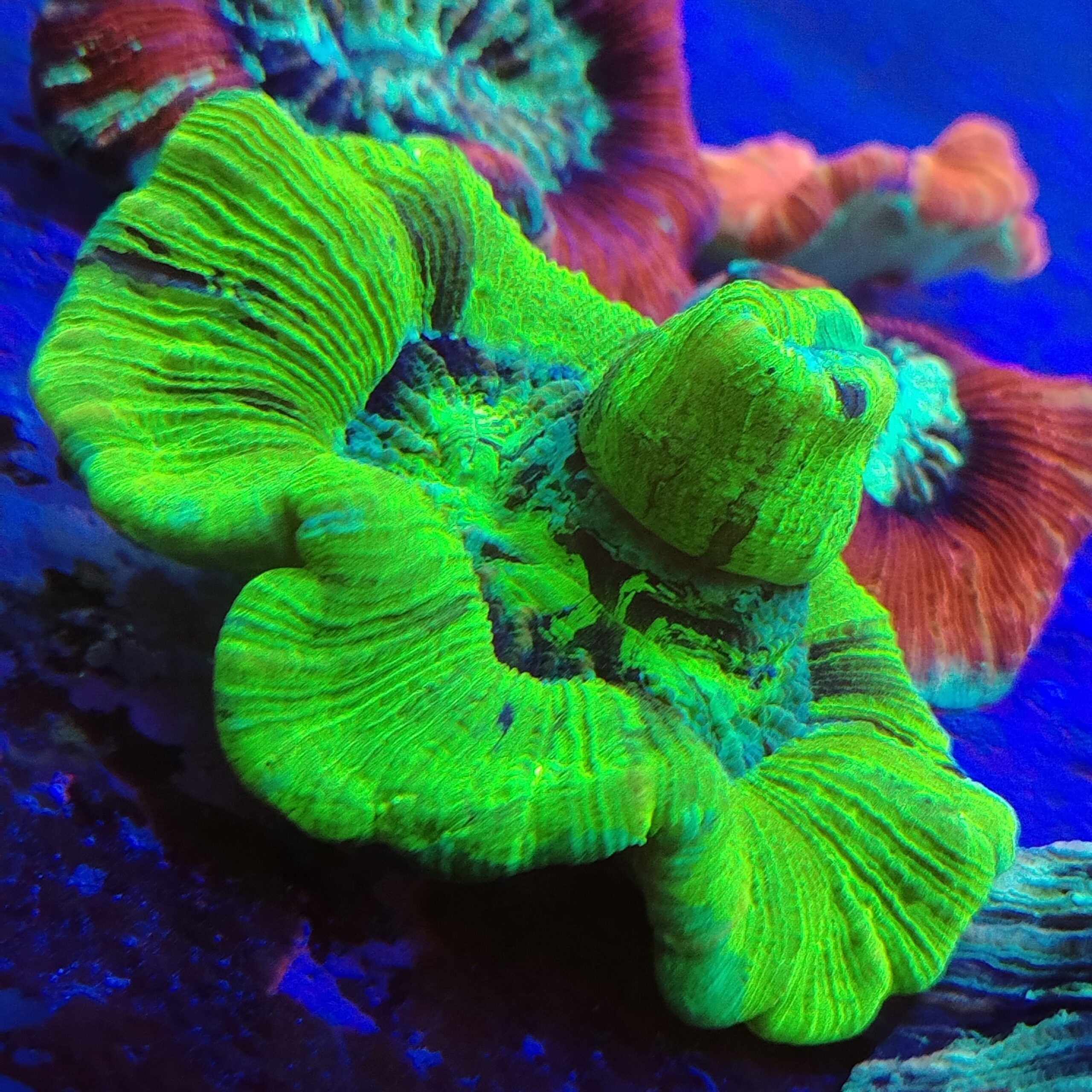 Toxic green marble flat base Trachyphyllia (WYSIWYG)