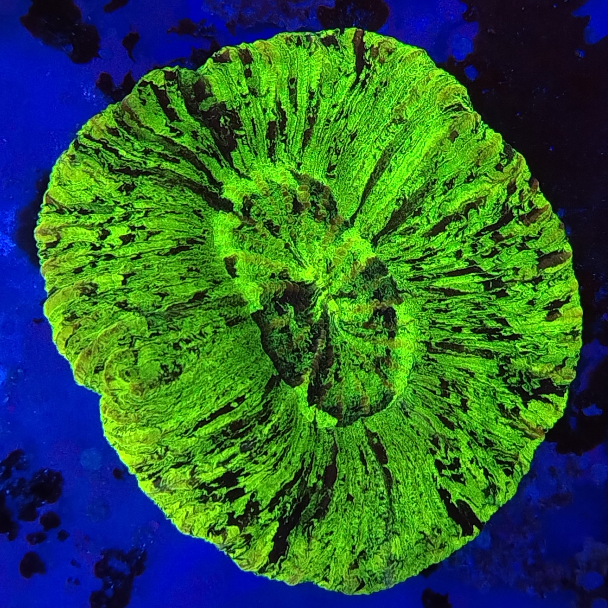 Toxic green marble flat base Trachyphyllia (WYSIWYG) - Image 2