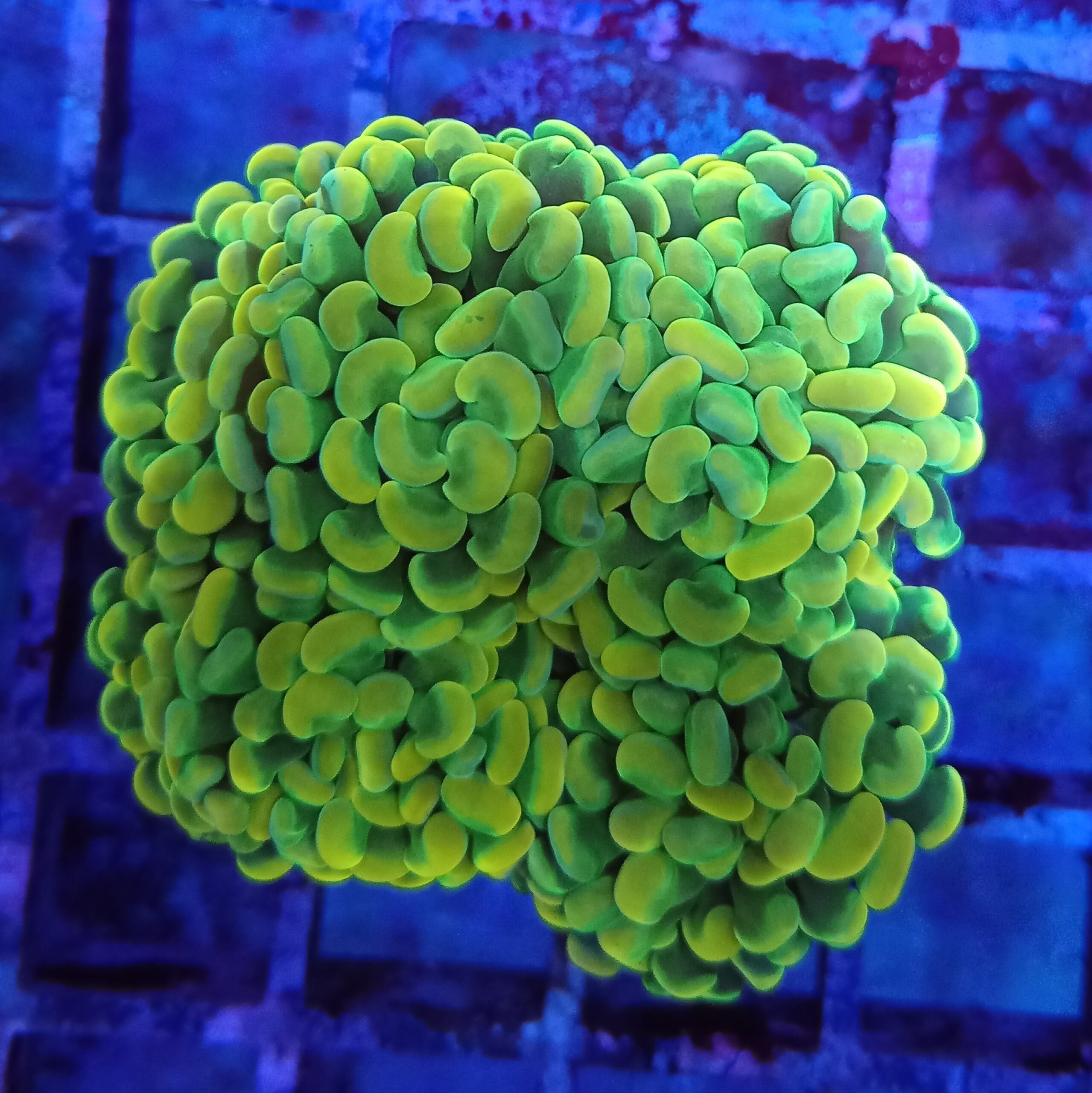 Yellow/green Branching Hammer