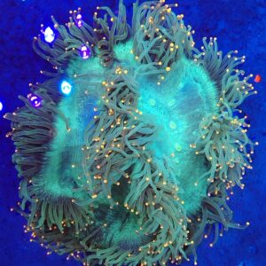 Gorgeous XL Bright orange tip, toxic green, double wall  Elegance coral wysiwyg