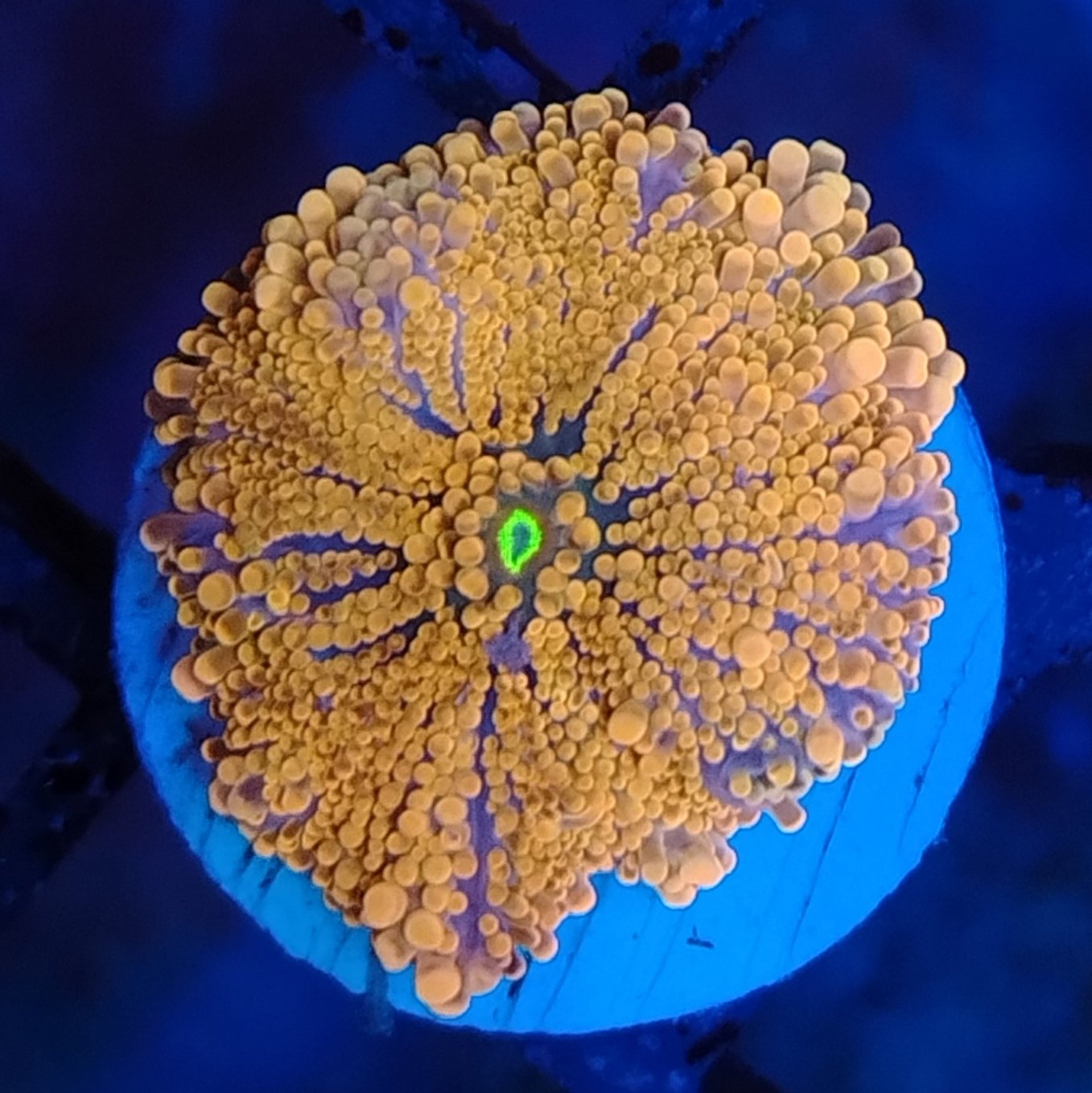 Multicolour Ricordea Yuma Mushroom